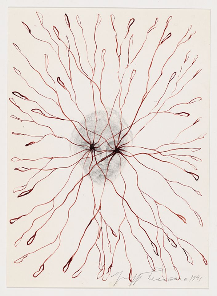  Giuseppe Penone, Vegetal Gaze, 1991, pencil and ink on paper Courtesy of Philadelphia Museum of Art, 2020)