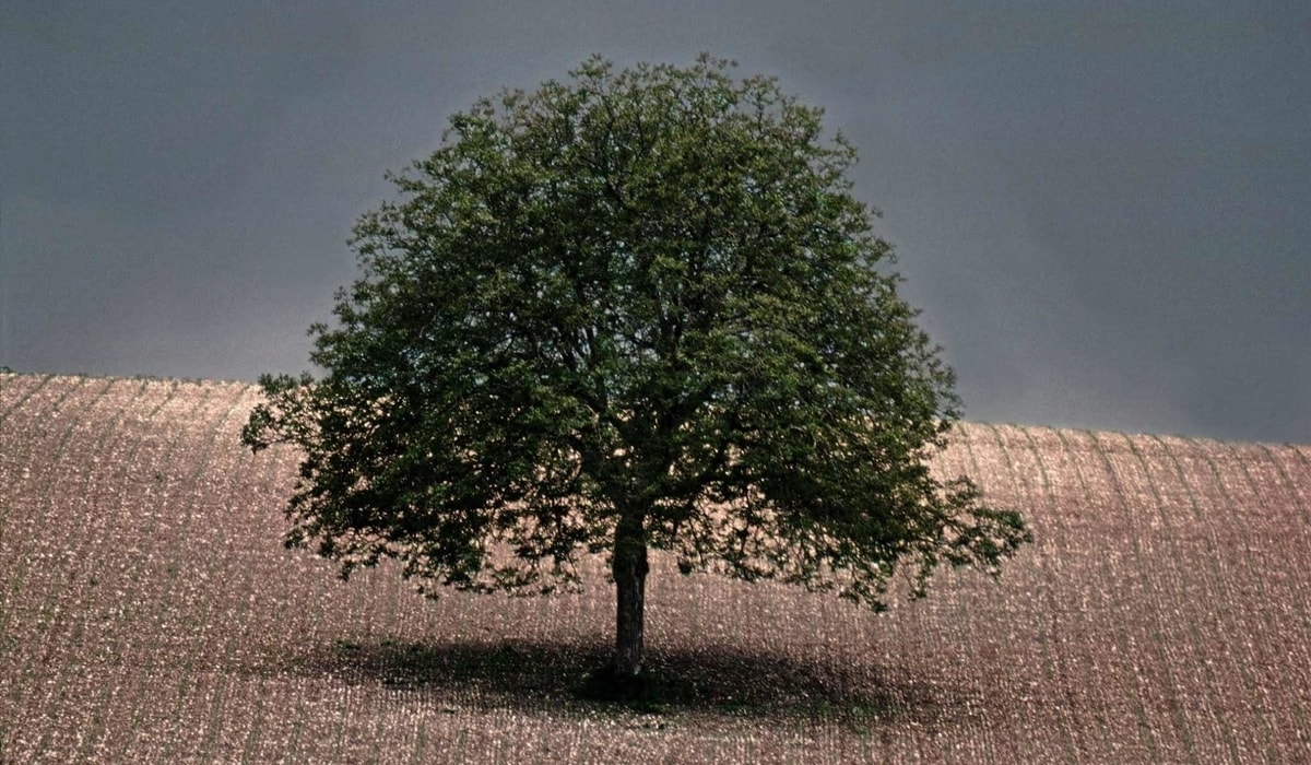 उनकी पहली प्रयोगात्मक श्रृंखला पेड़ों में से एक थी। यह छवि 1976 में दॉरदॉग्ने, फ्रांस में ली गई थी।